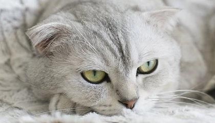 瑞安2026年最新杭州高端商务伴游招聘网渠道分享(最方便真实的瑞安茉莉伴游伴游天下全国联盟方法)