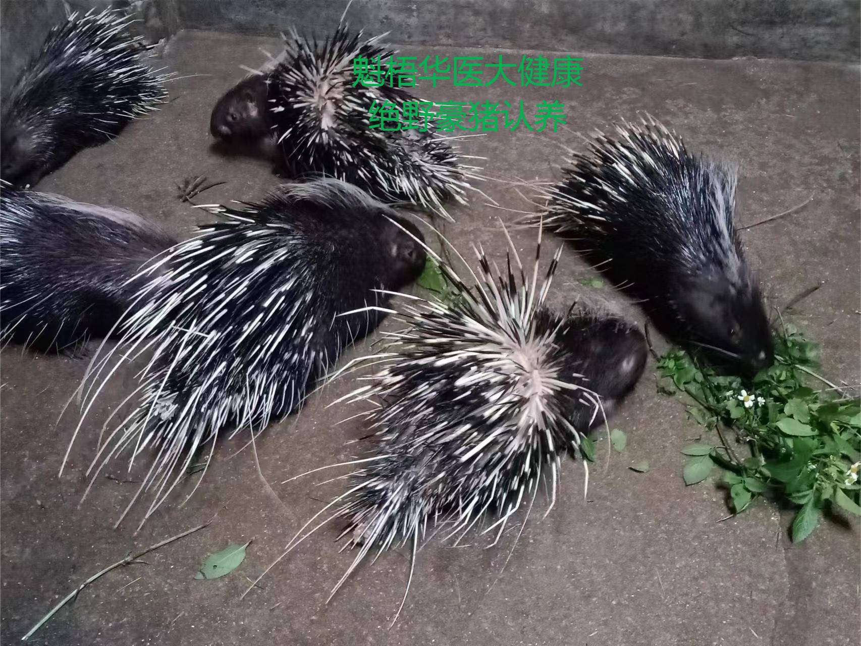 最新豪猪回收商家方法分析(最方便真实的瑞安豪猪卖去什么地方方法)
